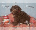 Small Photo #1 Aussiedoodle Puppy For Sale in SANGER, TX, USA