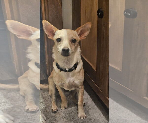 Medium Photo #2 Chihuahua-Unknown Mix Puppy For Sale in New London, WI, USA