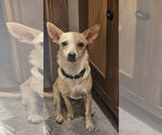 Small #1 Chihuahua Mix