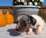 Small #4 Dachshund