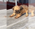Small #4 Brussels Griffon
