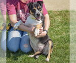 Small #3 Pug Mix