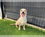 BUMBLE - Male Chihuahua Dog for Adoption - Small photo
