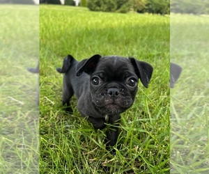 Pug Puppy for sale in BARGERSVILLE, IN, USA