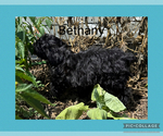 Small Photo #6 Poodle (Toy)-Yorkshire Terrier Mix Puppy For Sale in BENNINGTON, IN, USA