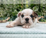 Puppy Rusty English Bulldog