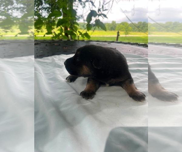 Medium Photo #1 Doberman Pinscher-German Shepherd Dog Mix Puppy For Sale in HOPKINSVILLE/PRINCETON, KY, NH, USA