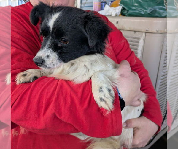 Medium Photo #2 Chion Puppy For Sale in Emmett, ID, USA