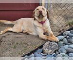 Small #1 Labrador Retriever