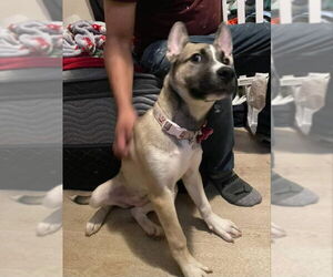 Luna - Female Gerberian Shepsky Dog for Adoption - Photo #4