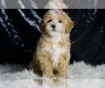 Small #1 Maltipoo