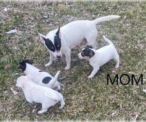 Mother of the Rat Terrier puppies born on 02/08/2023