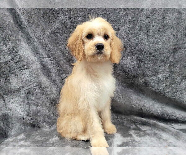 Medium Photo #7 Cavapoo Puppy For Sale in Lincolnwood, IL, USA