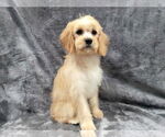 Small #6 Cavapoo