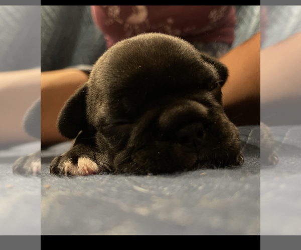 Medium Photo #5 French Bulldog Puppy For Sale in TOPEKA, KS, USA