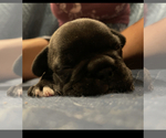 Small Photo #5 French Bulldog Puppy For Sale in TOPEKA, KS, USA