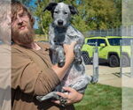 Small #2 Border Collie Mix