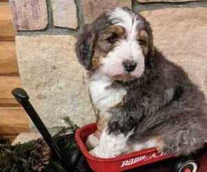 Bernedoodle Puppy for Sale in ELKTON, Virginia USA
