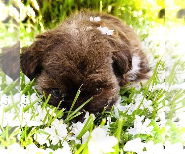 Medium Photo #6 Shih Tzu Puppy For Sale in MC KEE, KY, USA
