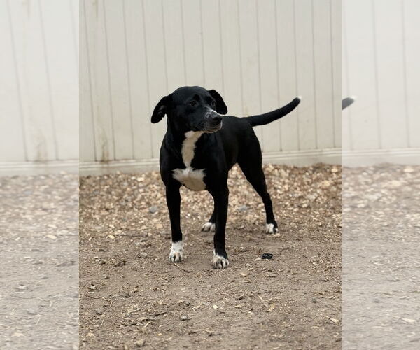 Medium Photo #2 Border Collie-Unknown Mix Puppy For Sale in Corning, AR, USA