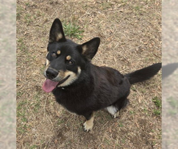 Medium Photo #1 German Shepherd Dog-Unknown Mix Puppy For Sale in Augusta, GA, USA