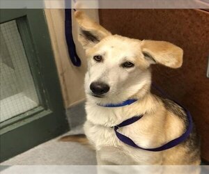 German Shepherd Dog-Great Pyrenees Mix Dogs for adoption in Rancho Cucamonga, CA, USA