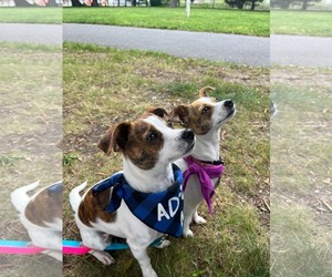 Jack Chi Dogs for adoption in Oakhurst, NJ, USA