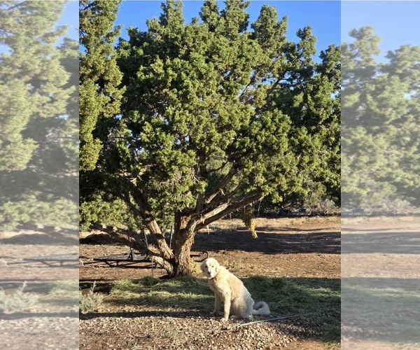 Medium Photo #3 Great Pyrenees Puppy For Sale in Bountiful, UT, USA