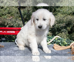 Small #1 English Cream Golden Retriever