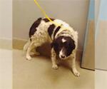 Small Border Collie Mix