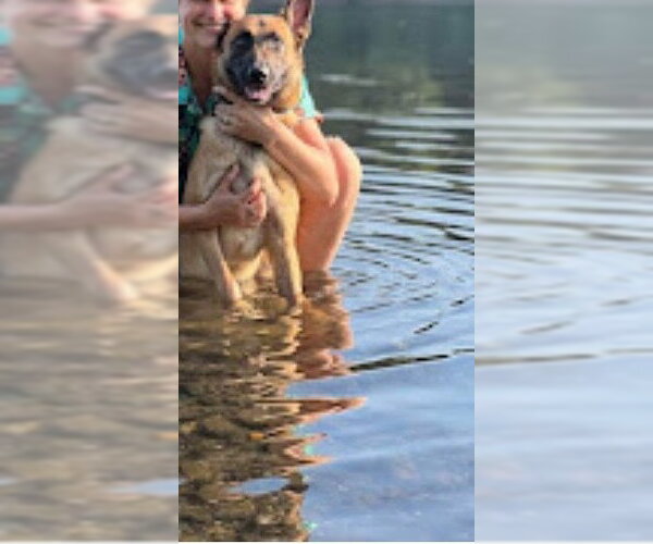 Medium Photo #5 Mutt Puppy For Sale in Stevens Point, WI, USA
