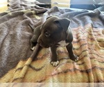 Small #6 American Bully