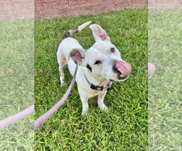 Medium Photo #17 American Pit Bull Terrier-Unknown Mix Puppy For Sale in Derwood, MD, USA