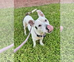 Small #16 American Pit Bull Terrier Mix
