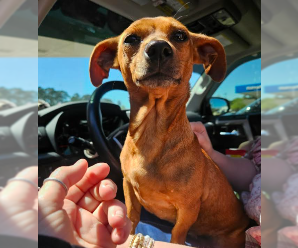 Medium Photo #3 Chiweenie Puppy For Sale in Cranston, RI, USA