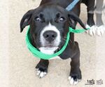Small #7 Labrador Retriever Mix