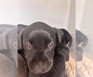 Mutt Dogs for adoption in Houston, TX, USA