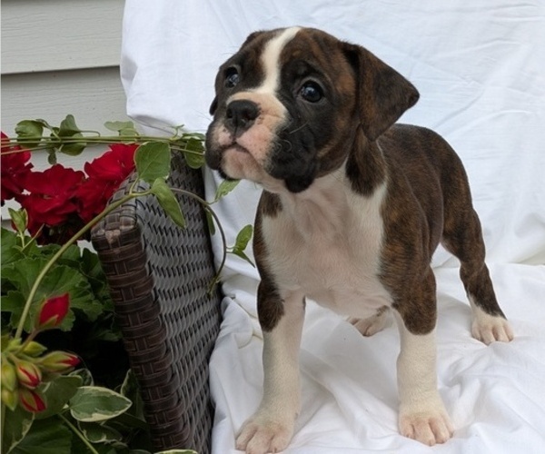 Medium Photo #45 Boxer Puppy For Sale in GOSHEN, IN, USA