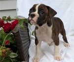 Puppy Tessa Boxer