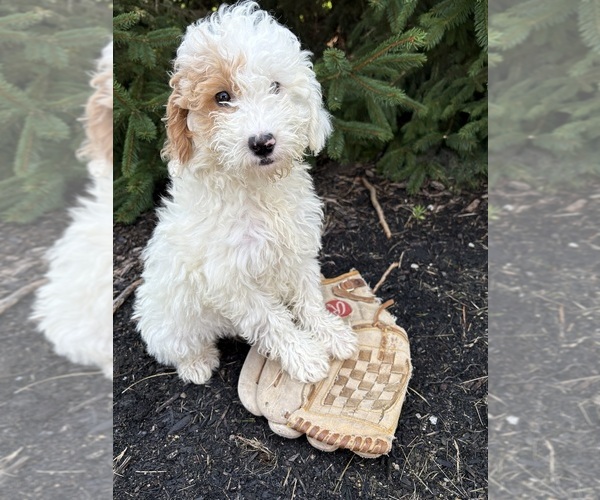 Medium Photo #2 Goldendoodle mix (+ Poodle Miniature) Puppy For Sale in MIDDLEBURY, IN, USA