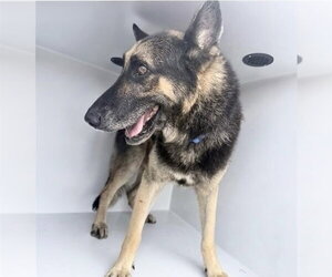 German Shepherd Dog Dogs for adoption in Houston, TX, USA