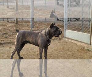 Father of the Cane Corso puppies born on 07/23/2021