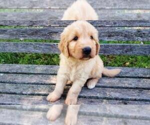 Goldendoodle Puppy for sale in LEON, KS, USA