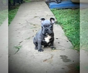 French Bulldog Puppy for Sale in LOUISVILLE, Kentucky USA