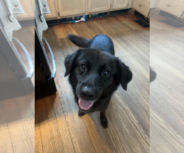 Medium Photo #2 Border Collie-Unknown Mix Puppy For Sale in Arlington, VA, USA