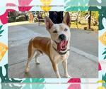 Small #4 American Pit Bull Terrier