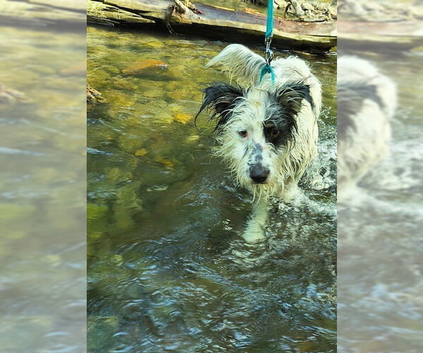 Medium Photo #4 Bearded Collie-Old English Sheepdog Mix Puppy For Sale in MIDWAY, UT, USA