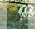 Small #3 Bearded Collie-Old English Sheepdog Mix