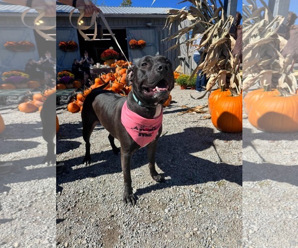 Medium Photo #3 American Pit Bull Terrier-Unknown Mix Puppy For Sale in Germantown, OH, USA