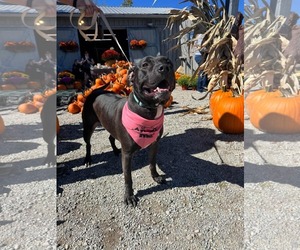 Bellisima - Female American Pit Bull Terrier-Unknown Mix Dog for Adoption - Photo #3